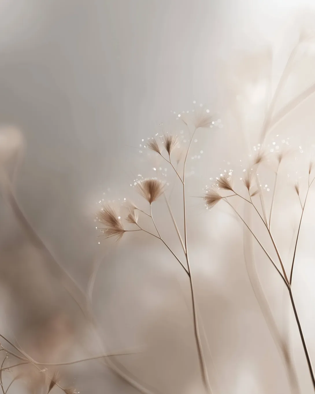 Soft abstract image of delicate plant stems with fine seed heads and light particles on a calm neutral background.